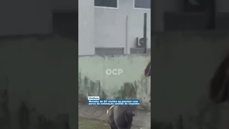 Morador de SC viraliza ao passear com porco de estimação vestido de roupinha