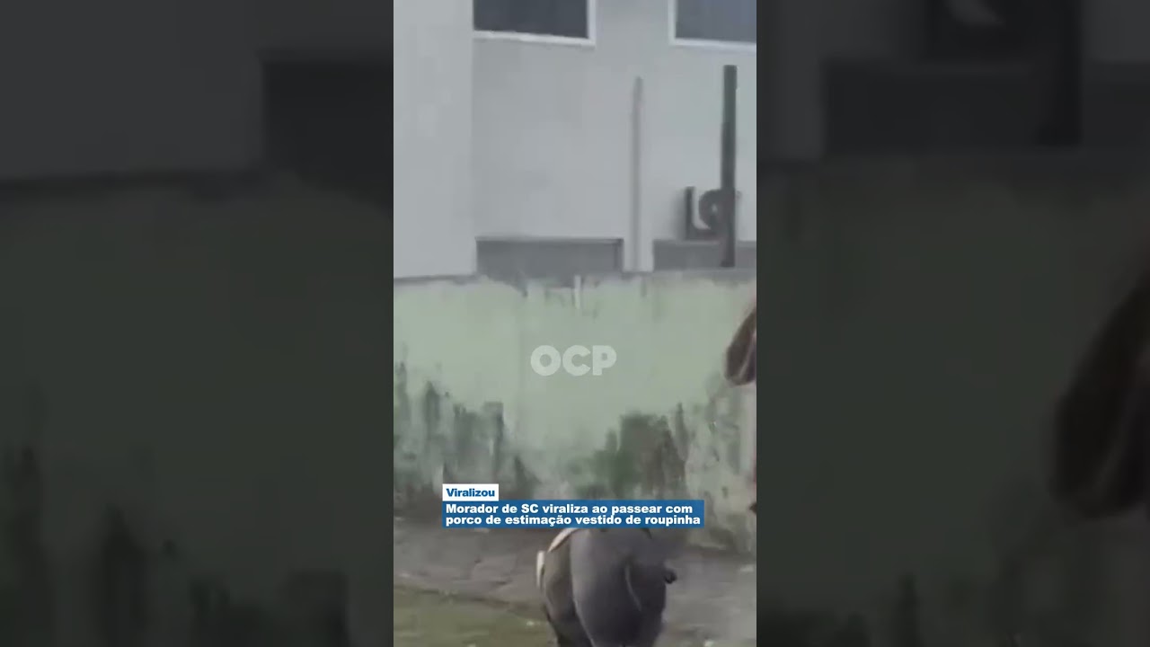 Morador de SC viraliza ao passear com porco de estimação vestido de roupinha