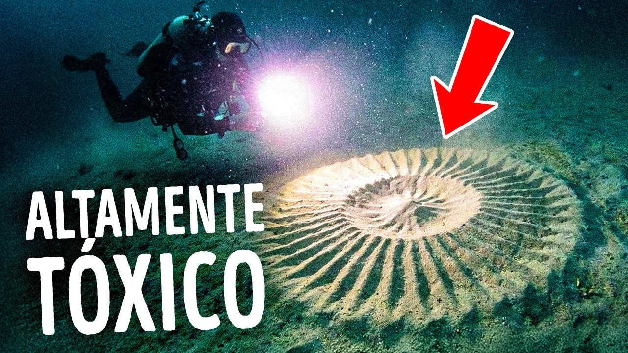 Se você avistar este círculo debaixo d'água, saia imediatamente!