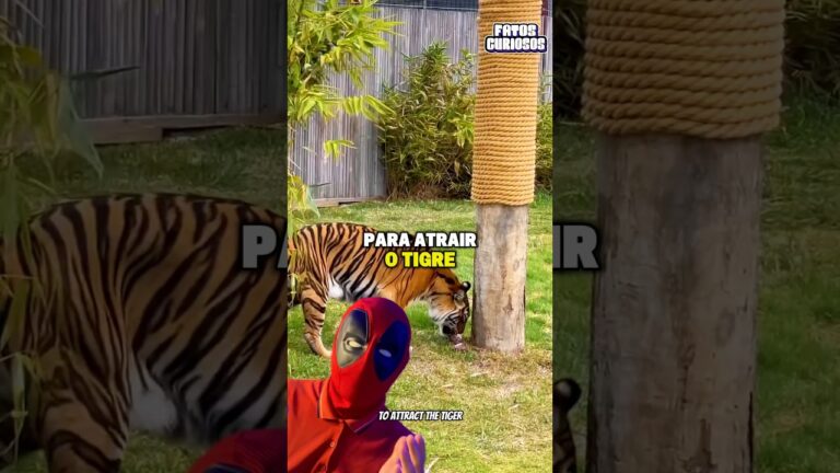 SE VOCÊ ESTÁ FUGINDO DE UM GRANDE FELINO NUNCA SUBA EM UMA ÁRVORE!