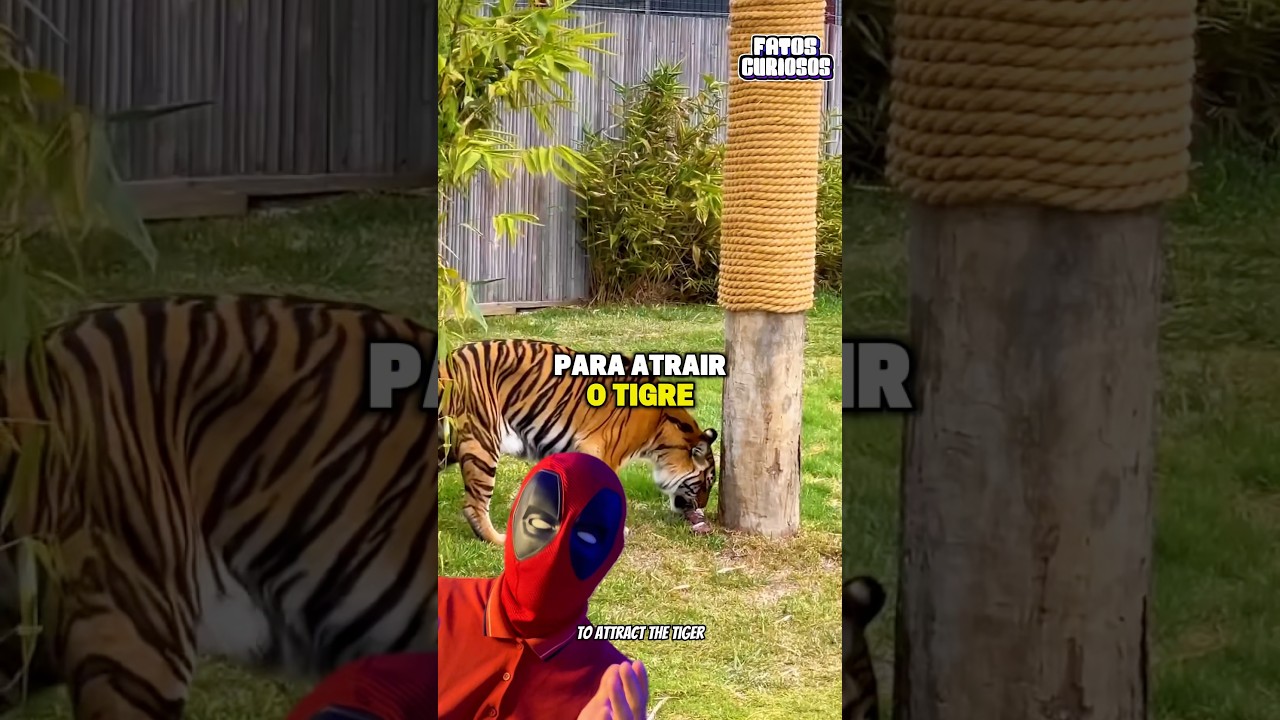 SE VOCÊ ESTÁ FUGINDO DE UM GRANDE FELINO NUNCA SUBA EM UMA ÁRVORE!