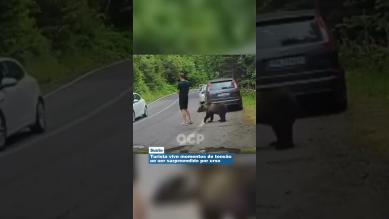 Turista vive momentos de tensão ao ser surpreendido por urso