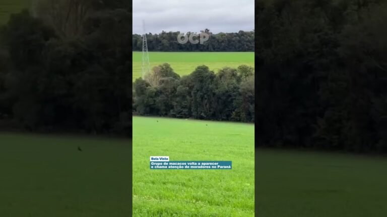 Grupo de macacos volta a aparecer e chama atenção de moradores no Paraná