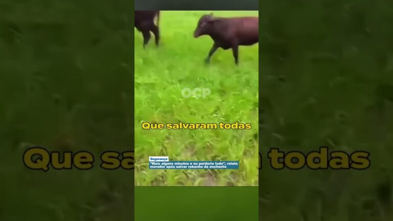 "Mais alguns minutos e eu perderia tudo", relata morador após salvar rebanho da enchente