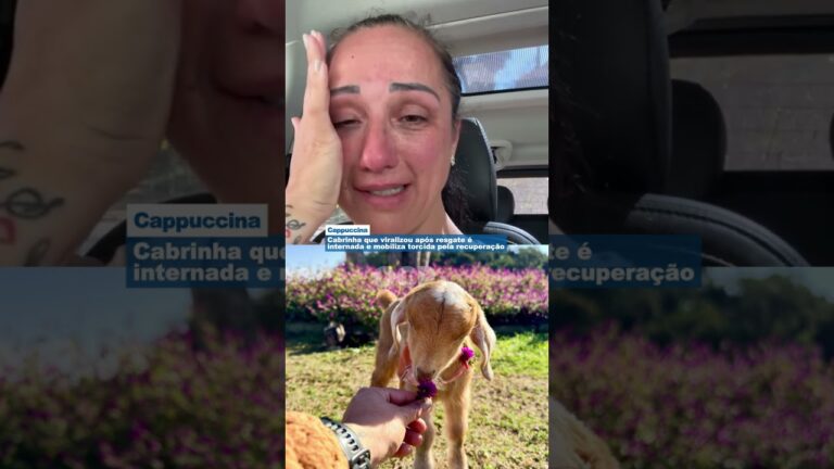 Cabrinha que viralizou após resgate é internada e mobiliza torcida pela recuperação