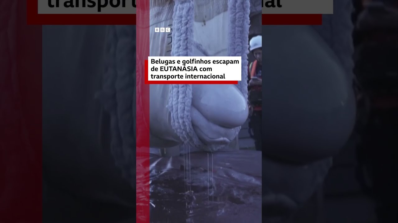Baleias belugas e golfinhos escapam de eutanásia com transporte internacional