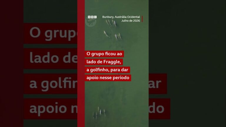 Golfinho é vista carregando o filhote morto por vários dias durante um período de luto