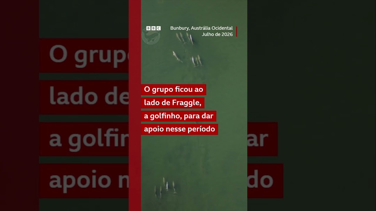 Golfinho é vista carregando o filhote morto por vários dias durante um período de luto