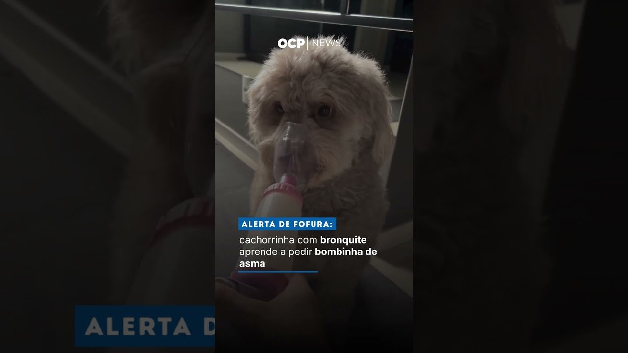 Alerta de fofura: cachorrinha com bronquite aprende a pedir bombinha de asma