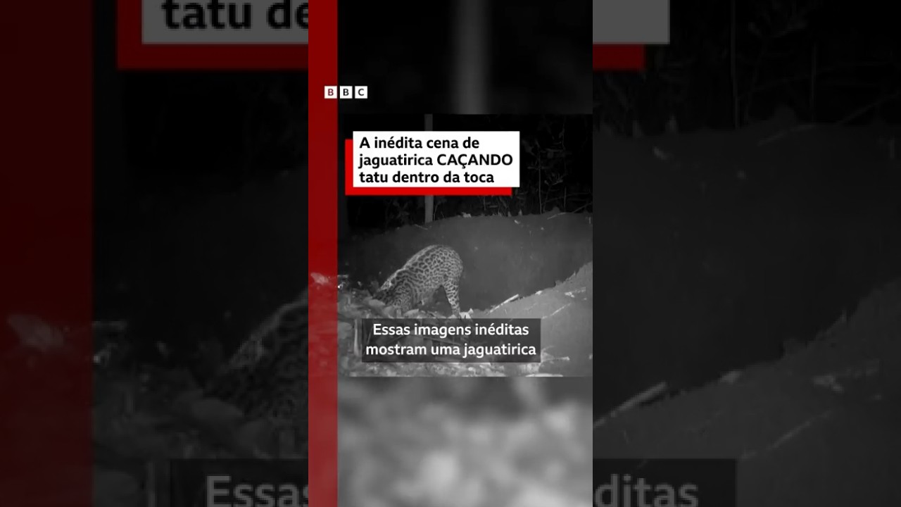 A inédita cena de uma jaguatirica caçando tatu dentro da toca
