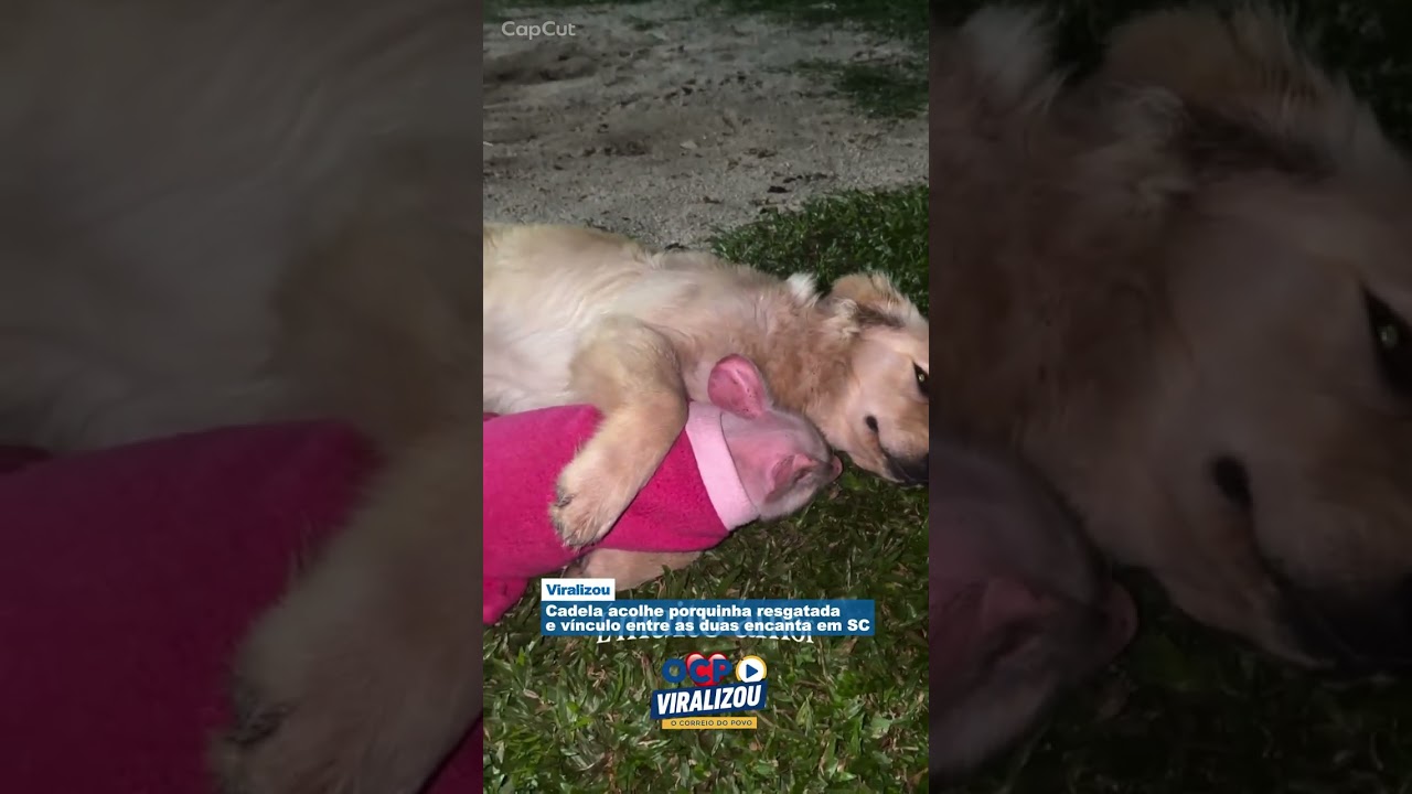 Cadela acolhe porquinha resgatada e vínculo entre as duas encanta em SC