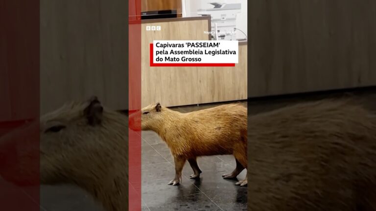 Capivaras passeiam pela Assembleia Legislativa de Cuiabá, no Mato Grosso