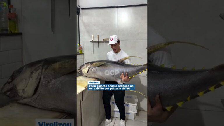 Atum gigante chama atenção ao ser exibido por peixaria de SC