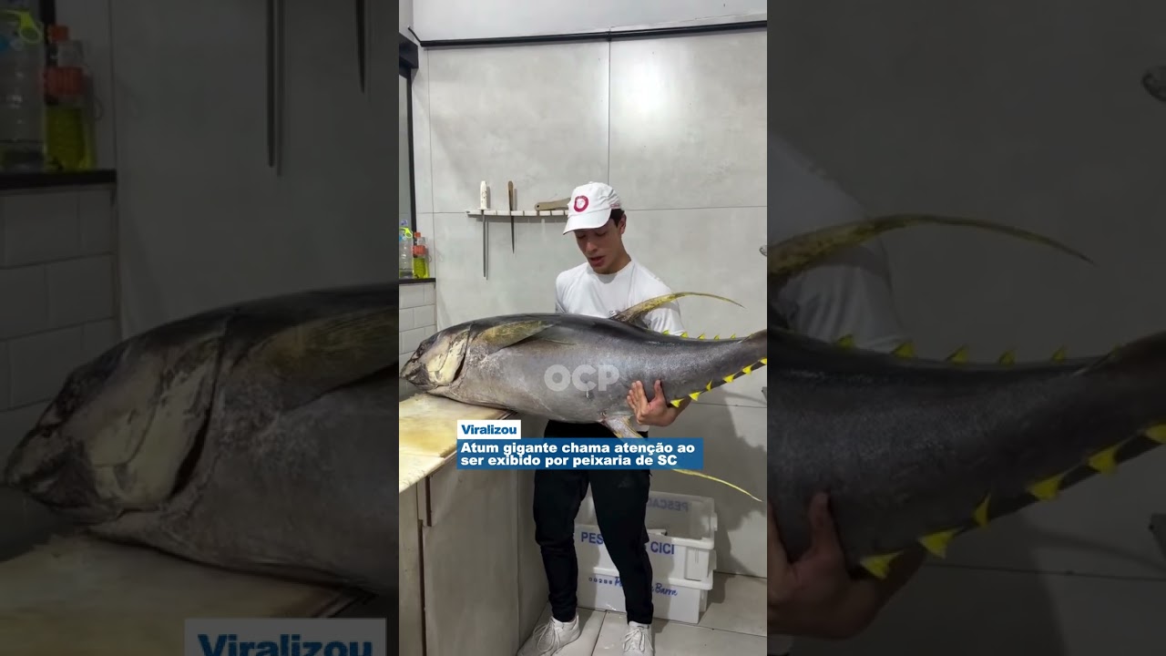 Atum gigante chama atenção ao ser exibido por peixaria de SC