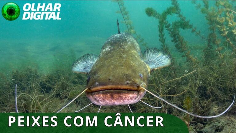 Câncer contagioso se espalha no fundo de um lago