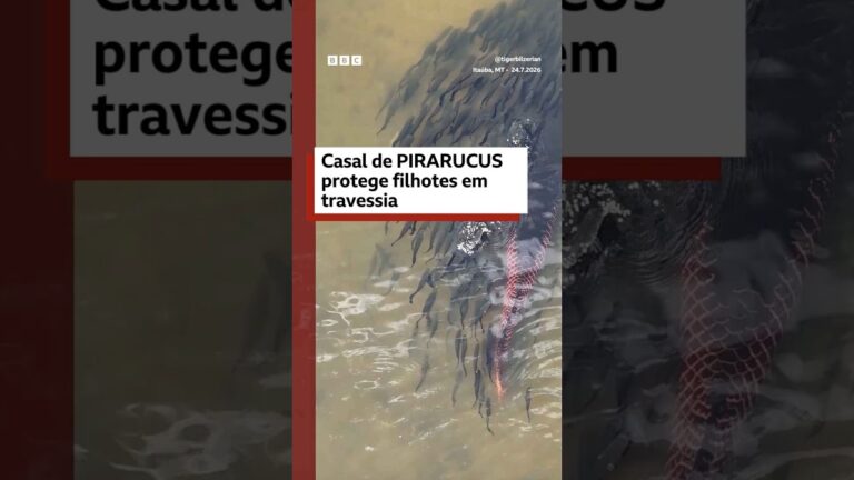 Casal de pirarucus protege filhotes durante travessia