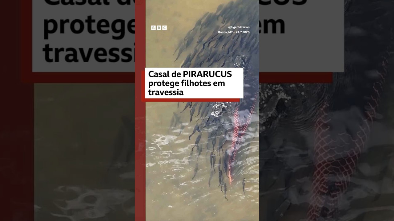 Casal de pirarucus protege filhotes durante travessia
