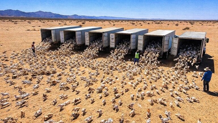Eles deixaram um milhão de coelhos soltos em um deserto, o que aconteceu a seguir chocou a todos