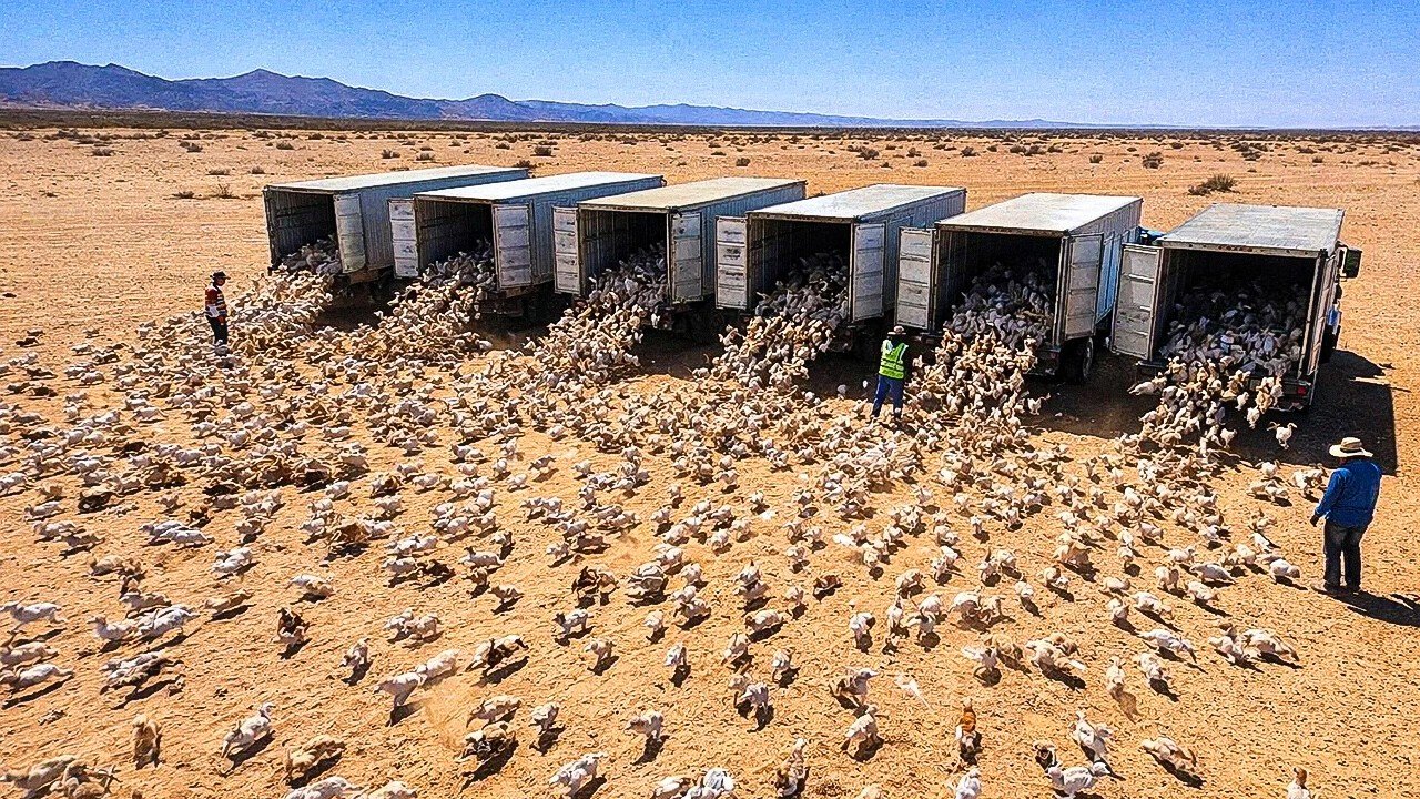Eles deixaram um milhão de coelhos soltos em um deserto, o que aconteceu a seguir chocou a todos
