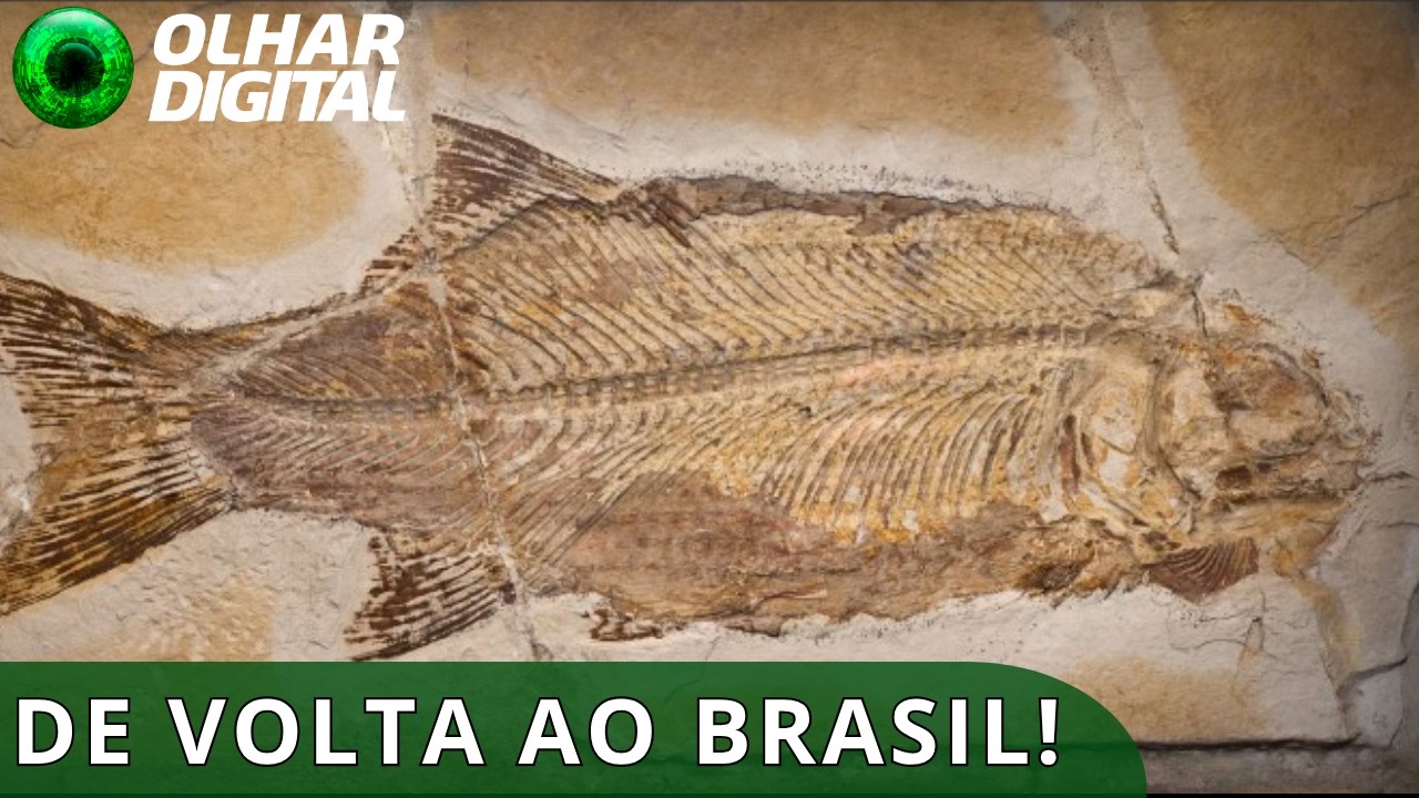 Fósseis mais antigos que os dinossauros serão devolvidos ao Museu Nacional