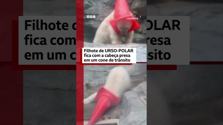Filhote de urso-polar fica com a cabeça presa em um cone de trânsito