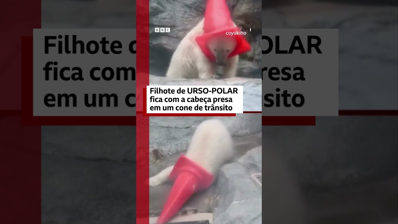 Filhote de urso-polar fica com a cabeça presa em um cone de trânsito