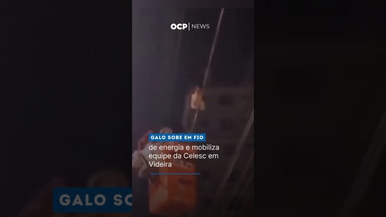 Galo sobe em fio de energia e mobiliza equipe da Celesc em Videira