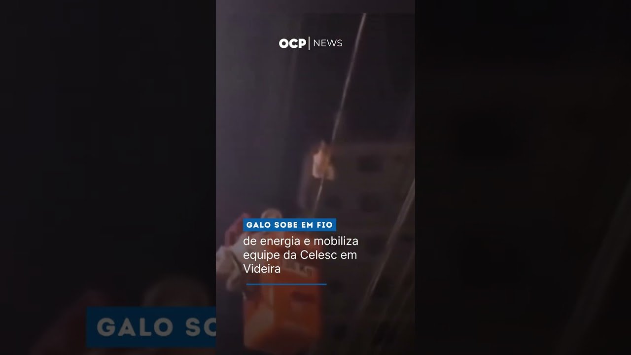 Galo sobe em fio de energia e mobiliza equipe da Celesc em Videira