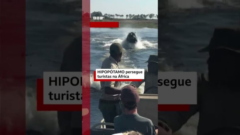 Hipopótamo V1