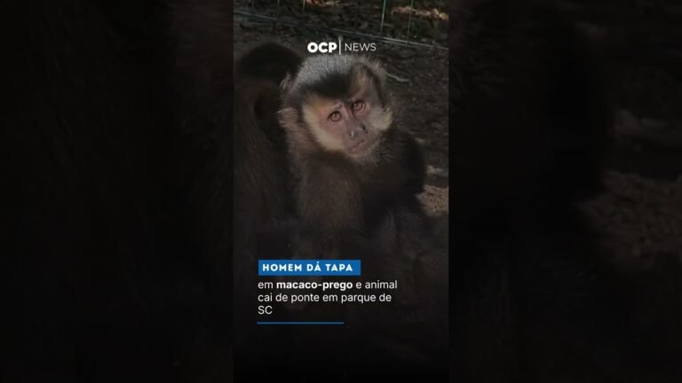 Homem dá tapa em macaco-prego e animal cai de ponte em parque de SC