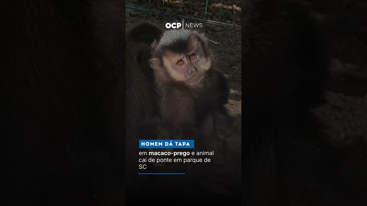 Homem dá tapa em macaco-prego e animal cai de ponte em parque de SC