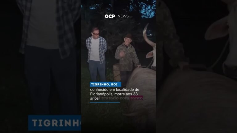 Tigrinho, boi conhecido em localidade de Florianópolis, morre aos 33 anos