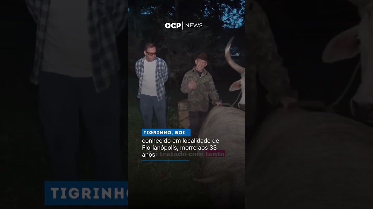 Tigrinho, boi conhecido em localidade de Florianópolis, morre aos 33 anos