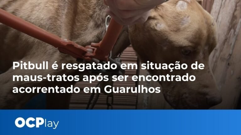 Pitbull é resgatado em situação de maus-tratos após ser encontrado acorrentado em Guarulhos