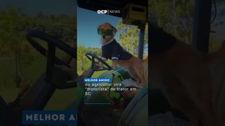 Melhor amigo do agricultor vira “motorista” de trator em SC