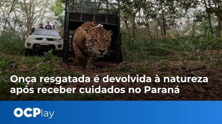 Onça resgatada é devolvida à natureza apósreceber cuidados no Paraná