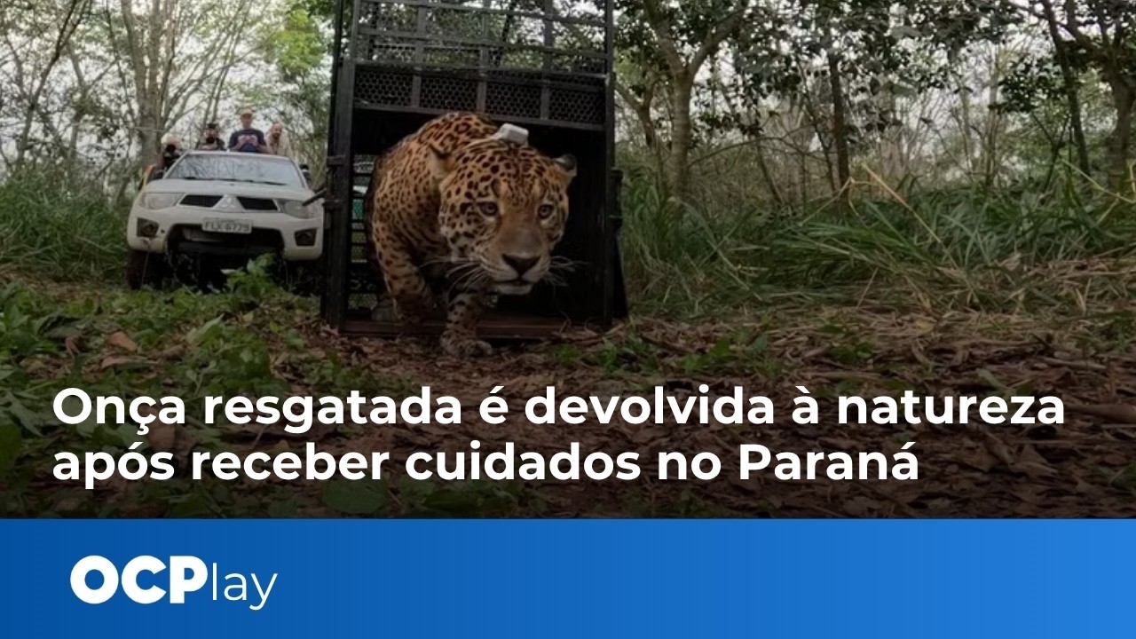Onça resgatada é devolvida à natureza apósreceber cuidados no Paraná