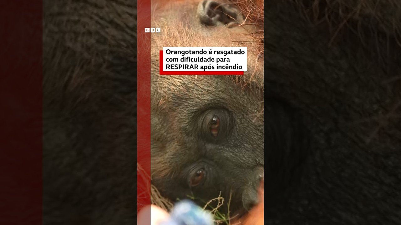Orangotango é resgatado com dificuldades para respirar após incêndio