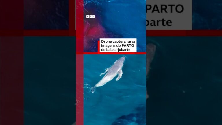 Parto baleia V1