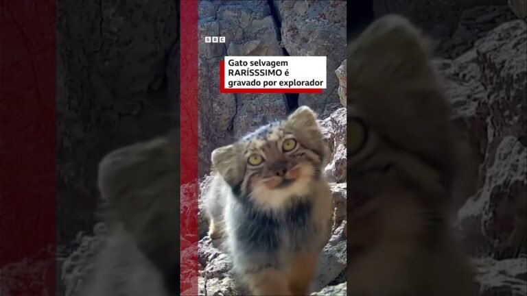 Raríssimo gato de 60cm é filmado nas montanhas do Irã
