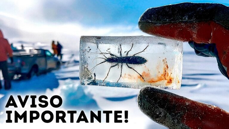 O gelo da Antártida pode colapsar novamente - cientistas acabaram de encontrar insetos