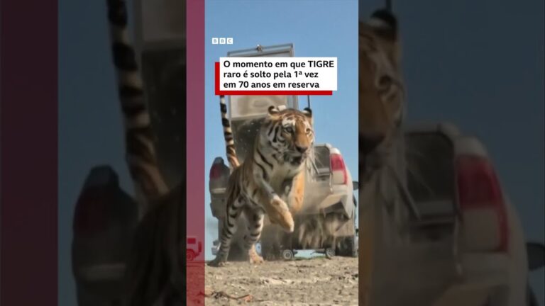 Momento em que tigre é solto pela 1ª vez desde extinção há 70 anos na Ásia Central