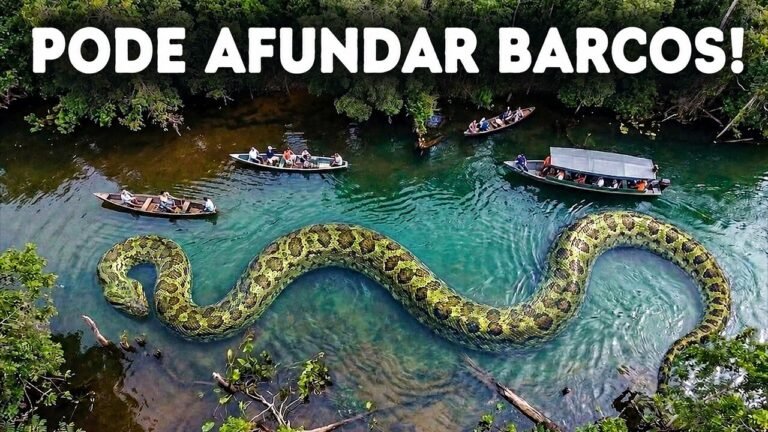 Uma nova cobra gigante acaba de ser descoberta na Amazônia.