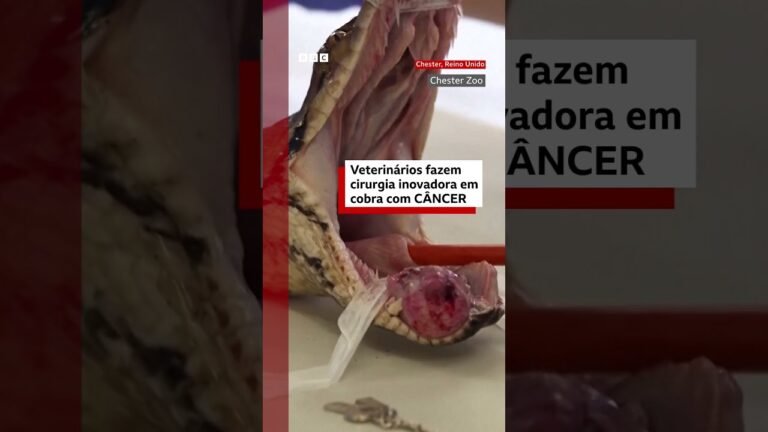 Veterinários fazem cirurgia inovadora em cobra com câncer