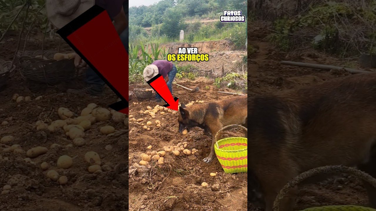 A NOBRE ATITUDE DESSE CACHORRO AO VER SEU DONO TRABALHANDO NO CAMPO EMOCIONOU A TODOS