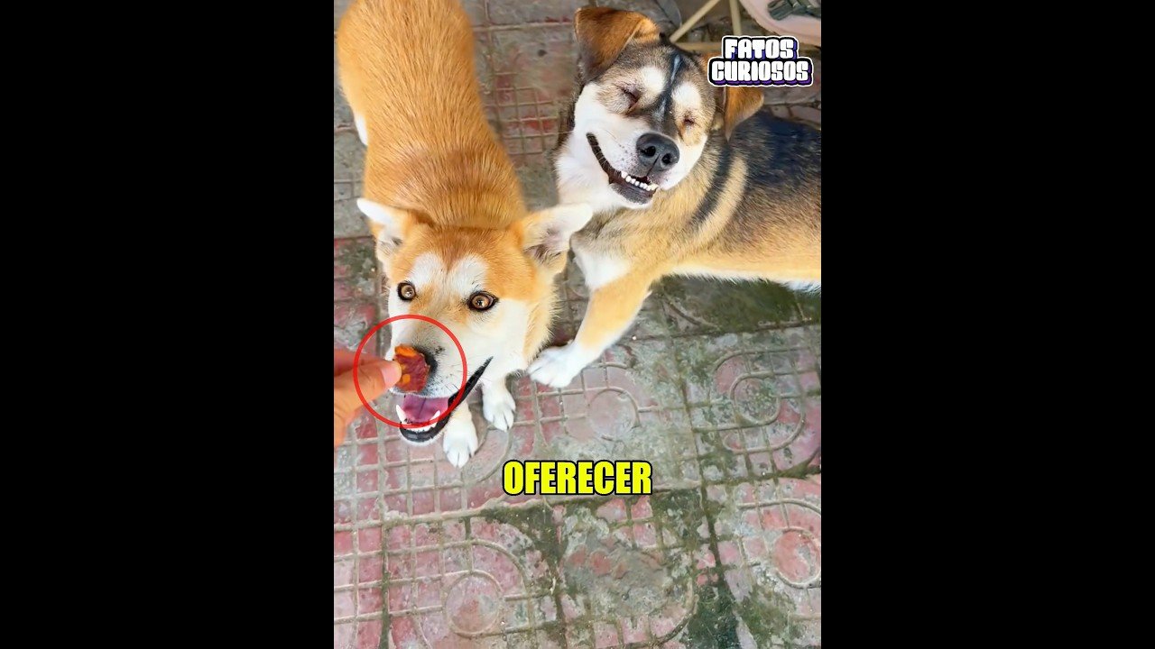 A NOBRE ATITUDE DESSE CACHORRINHO EMOCIONOU A TODOS