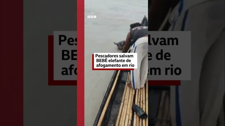 Pescadores remam 4 km para salvar elefantinho bebê de afogamento na Índia