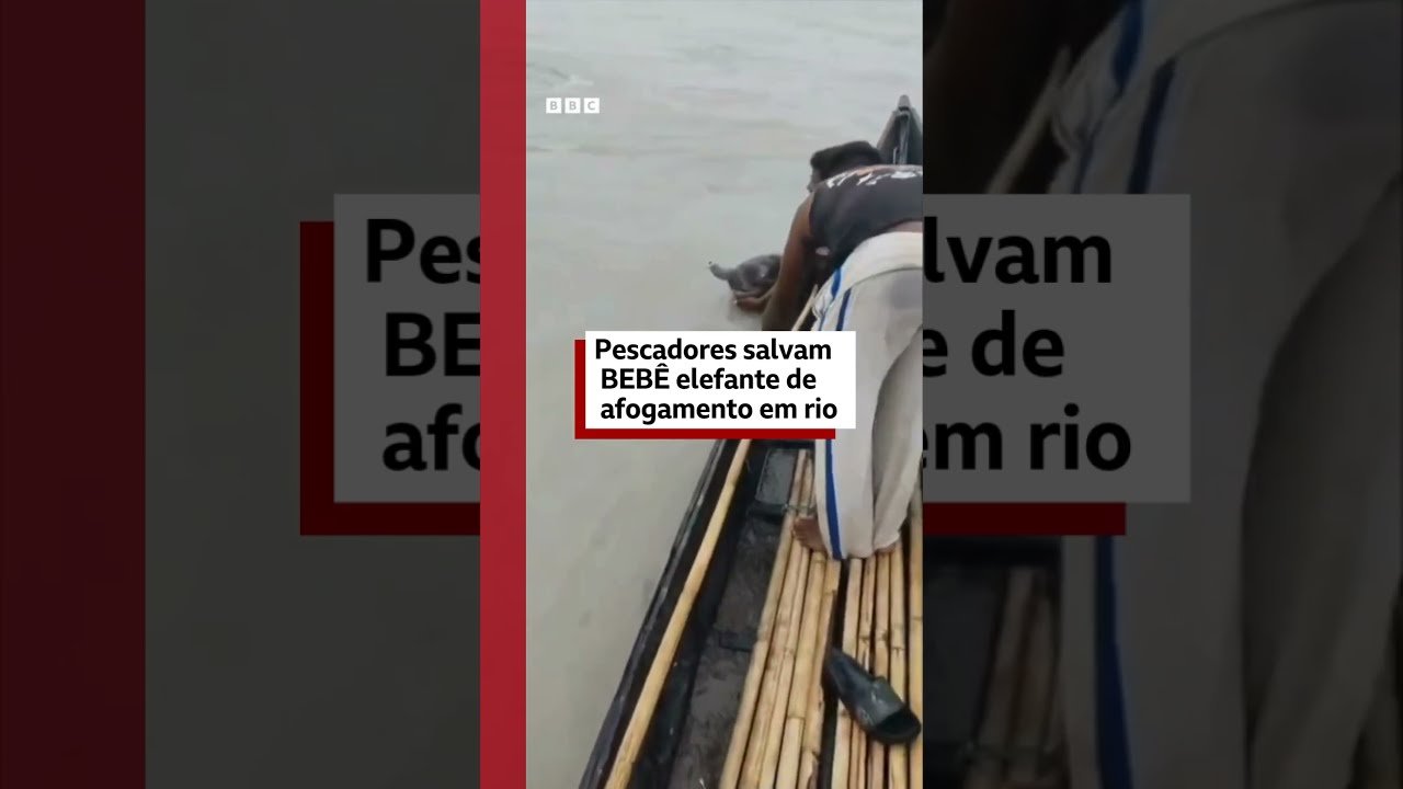 Pescadores remam 4 km para salvar elefantinho bebê de afogamento na Índia