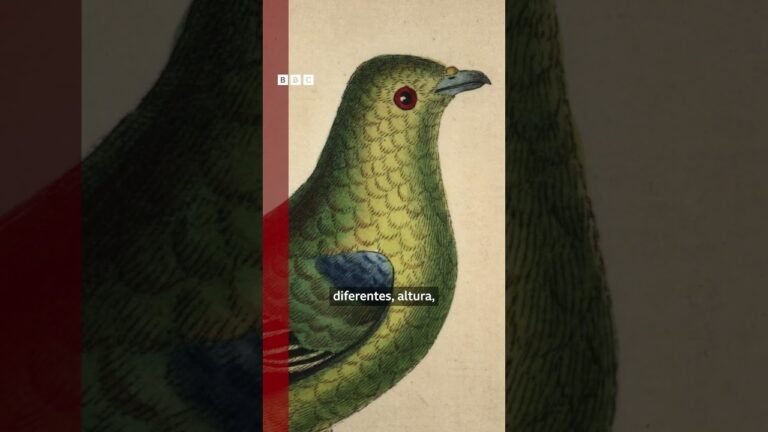 Como pombos ajudaram Darwin a entender a evolução