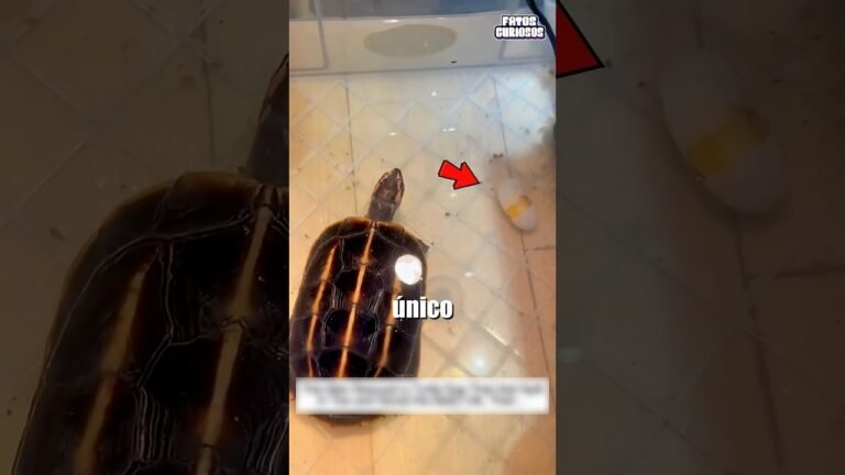 ELE VIU O SEU ÚNICO OVO QUEBRADO E DECIDIU FAZER ALGO POR ELA
